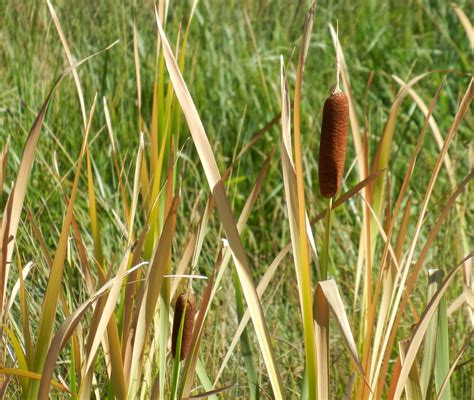Common Broadleaf Cattail Fizzynotions