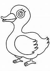 Duck Coloring Drawing 1507 Printable Canard Coloriage Animals Dessin Colorier Getdrawings Kb Drawings sketch template