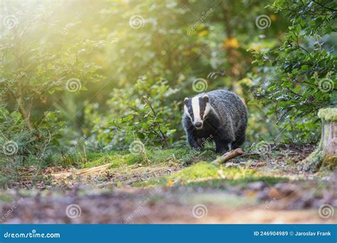 European Badger Is Running In The Forest Stock Image Image Of Habitat