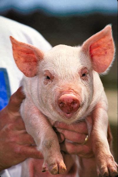 Smart Pig Uncyclopedia The Content Free Encyclopedia