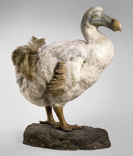 Everything You Ever Wanted To Know About The Dodo Google Arts Culture