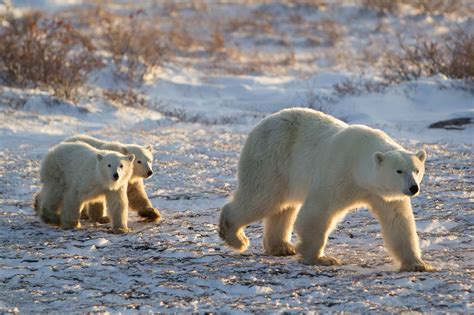 The Importance Of Seeing Polar Bears In The Wild