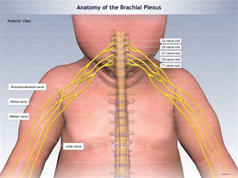 Anatomy Of The Brachial Plexus Of A Baby Trialexhibits Inc