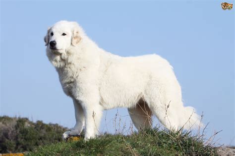 Pyrenean Mountain Dog Dog Breed Facts Highlights And Buying Advice