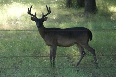 89 Best Whitetail Bucks Images On Pinterest Deer Wild Animals And
