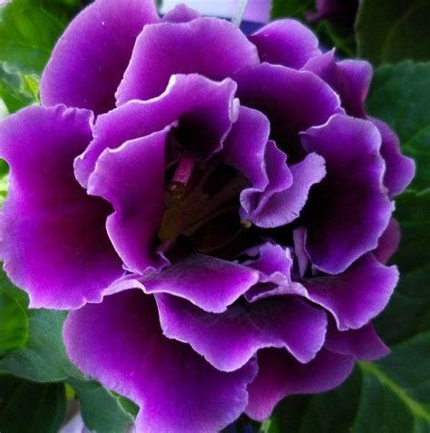 Picturepoetess Beautiful Flowers Purple Flowers Amazing Flowers