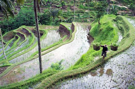 Tegallalang Rice Terraces In Bali Popular And Scenic Attraction In Ubud Go Guides