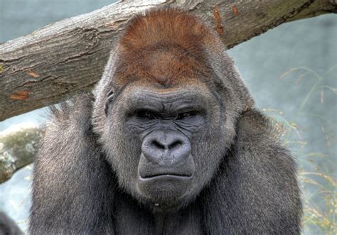 Gorilla Full Hd Wallpaper And Background Image 2600x1819 Id360824