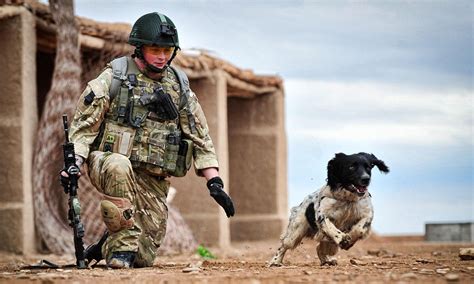 Army Springer Spaniel Leading Dogged Defence Of Troops In