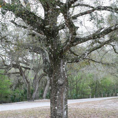 Laurel Oak Tree For Sale Have High Binnacle Slideshow