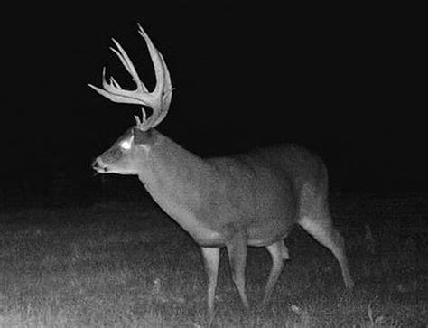 This 16 Point Is The Biggest Buck From Alabama This Season As Scored