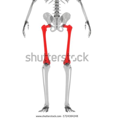 Femur Bone Joints Human Skeleton System Stock Illustration 1724384248