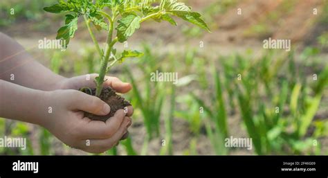 Tomato Seed Kid Hi Res Stock Photography And Images Alamy