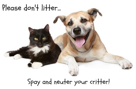 If you're worried about how to care for your cat after it's been spayed (female cats) or neutered (male cats), you've come to the right place. Spay and Neuter Information | Clinton County Humane Society