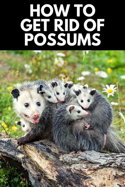 How To Get Rid Of Possums In Your Backyard For Good 2021 Possum