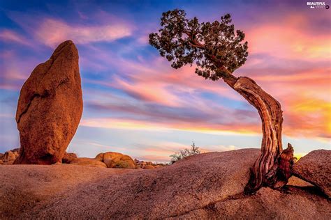 Joshua Tree National Park The United States Trees Great Sunsets