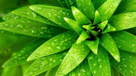 Free Download Green Water On A Wonderful Green Nature Hd Wallpaper