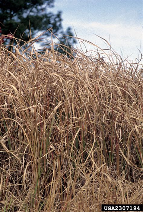 Cogongrass Nonnative Invasive Plants Of Southern Forests A Field