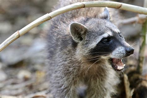 How Do Raccoons Interact With Their Environment And Humans Learning