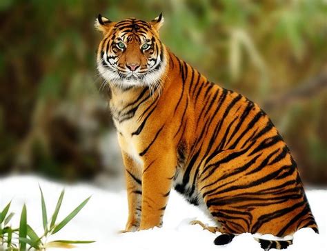 Sumatran Tiger By Jeff Preletz On 500px With Images Sumatran Tiger