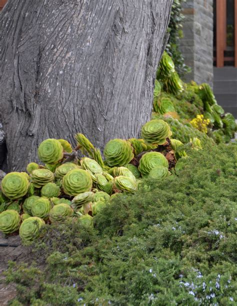 Succulents Make Beautiful Ground Cover In Carmel California Carmel