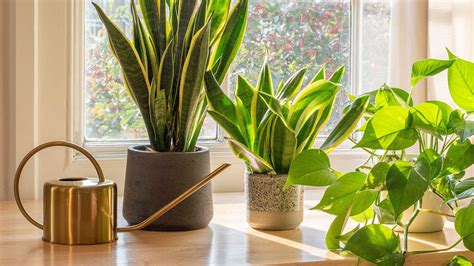 How Often Should I Water A Snake Plant