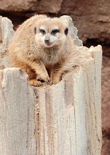 Meerkat At The Houston Zoo Scratag Flickr