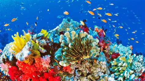 ¿por Qué Los Arrecifes De Coral Son Imprescindibles Noticias En Caliente