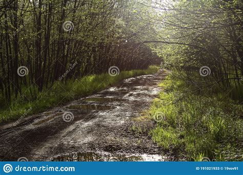 Field Trees And Road In The Village Beautiful View Of The Forest And