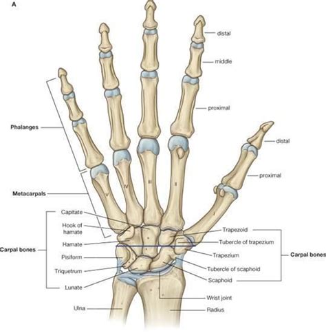 Hand Bones Anatomy In Detail Anatomy Bones Wrist Anatomy