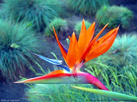 This los angeles flowers page and the los angeles information center exists to let you know about some of the great choices for experiencing more of los angeles, california. Bird of Paradise Flower, Los Angeles, California - a photo ...