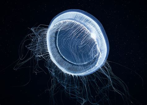Mesmerizing Jellyfish Photography By Alexander Semenov