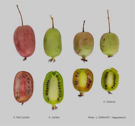 Get 10% off total bill with this ndp 2021 ecoupon valid till 30 september 2021; Culture du kiwaï - mini kiwi