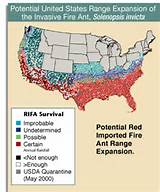 Images of Fire Ants Range