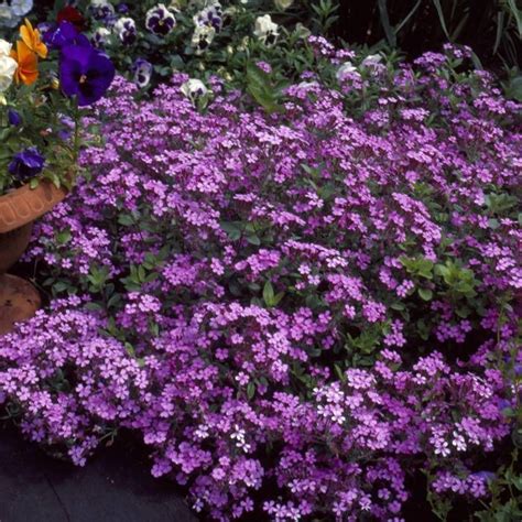 Buy Saponaria Ocymoides Soapwort X 3 Affordable Gardens4youeu