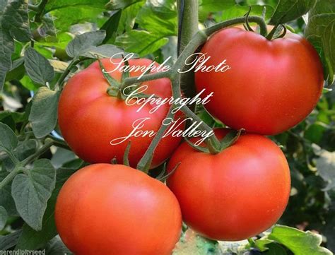 Marglobe Heirloom Tomato 25 Seeds Non Gmo Old Fashioned