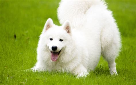 Samoyed Breed Guide Learn About The Samoyed