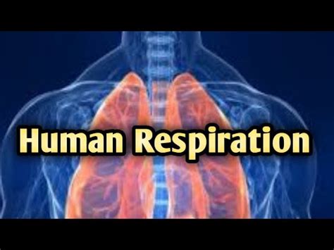 Human Respiration Steps And Pathway Of Respiration YouTube