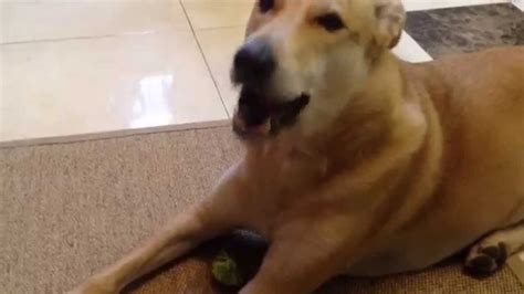 Dog Eating Broccoli Youtube