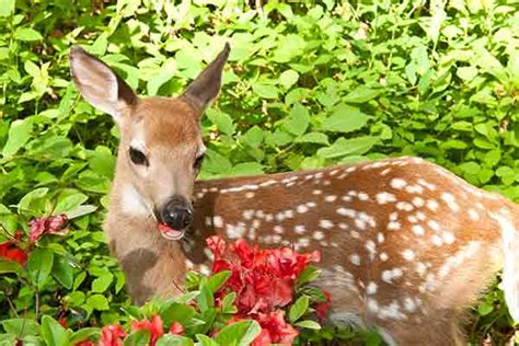 Fawns molt out of their spots and are weened by september/october. Keeping Deer Out of Your Garden | Best Pick Reports