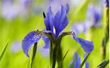 Blue Iris Flower Photos