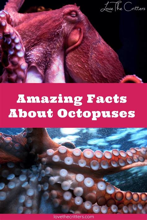 Amazing Facts About Octopuses With Images Octopus Facts Fun Facts