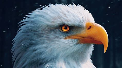 Bald Eagle Closeup 4k Hd Birds 4k Wallpapers Images Backgrounds