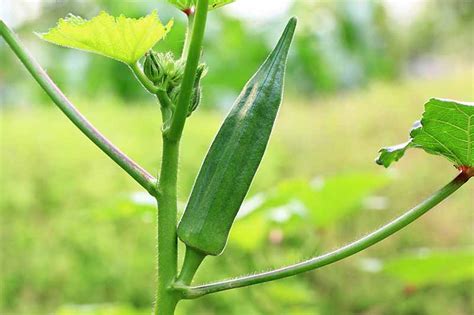 How To Grow Okra In Your Home Veggie Patch Gardeners Path