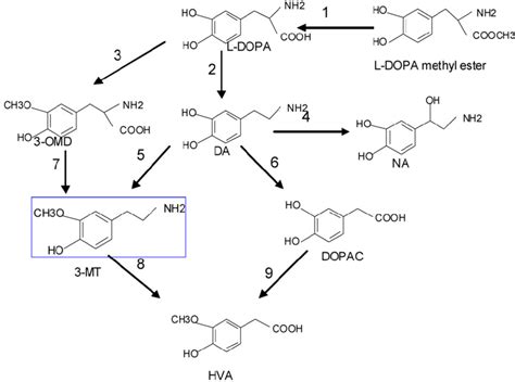 L Dopa And Dopamine Metabolic Pathways Abbreviations L Dopa L 3 4 Download Scientific