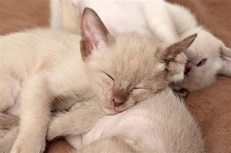 Medium length, fine, silky, without downy undercoat; Oriental Shorthair Cat Facts, Colors, Health Issues ...