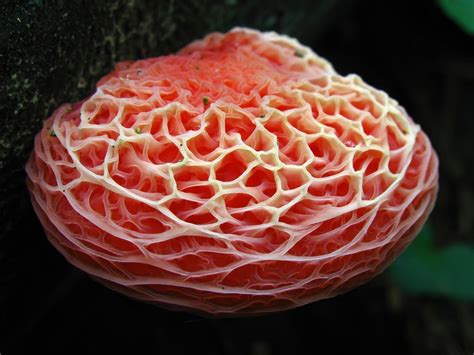 11 Strange Fungi Explained