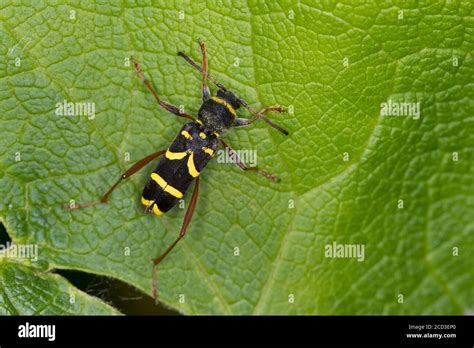 Wasp Beetle Clytus Arietis Sitting On A Leaf Mimicry Germany Stock