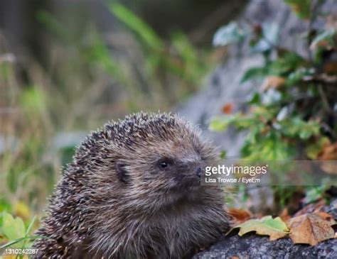 English Hedgehog Photos And Premium High Res Pictures Getty Images