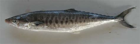 Ikan Tenggiri Malioboro